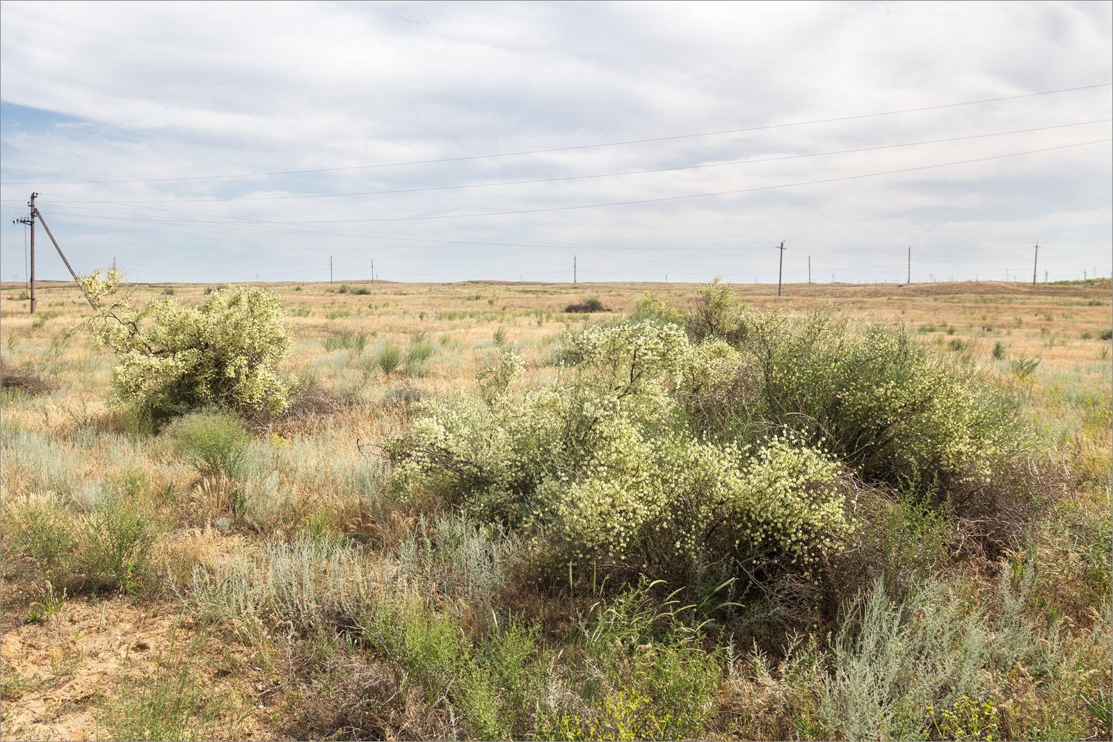 Береговой, image of landscape/habitat.