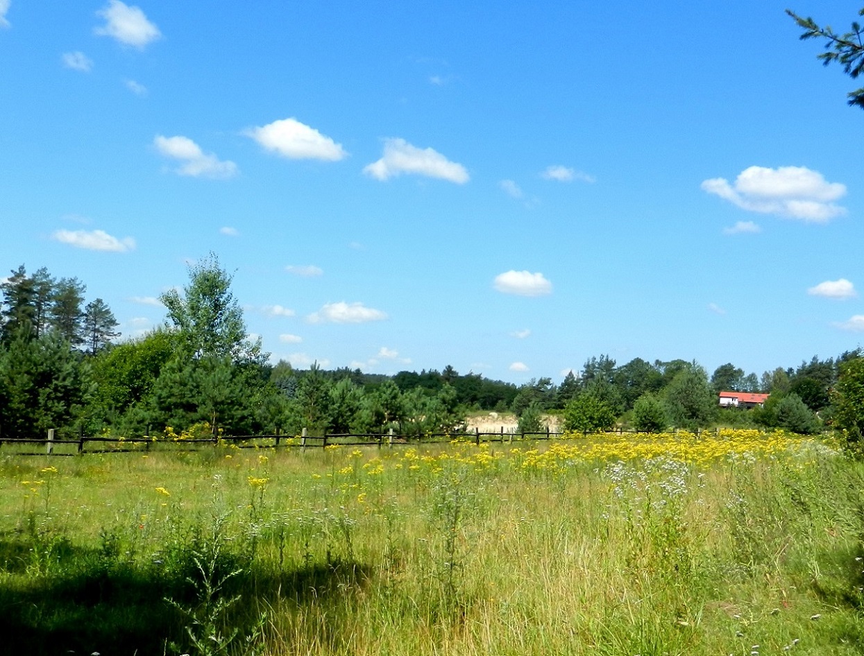 Августов и окрестности, image of landscape/habitat.