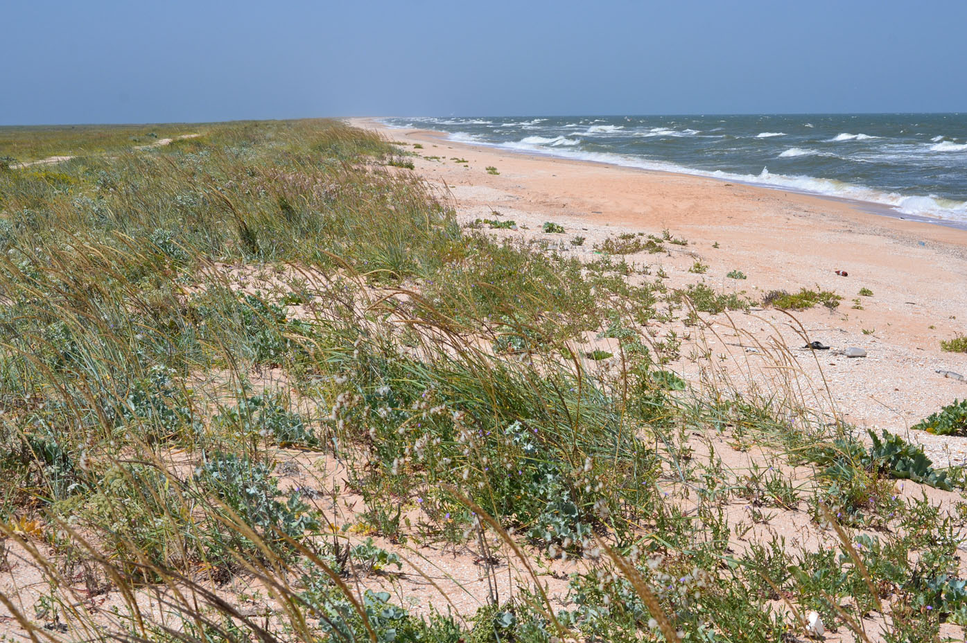 Арабатская стрелка, image of landscape/habitat.