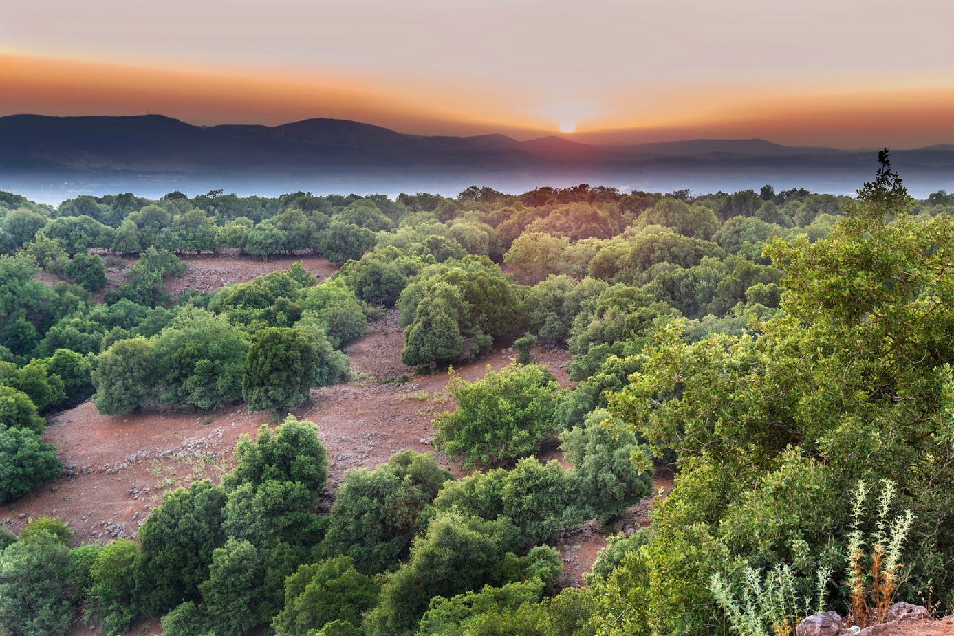 Голанские высоты, image of landscape/habitat.