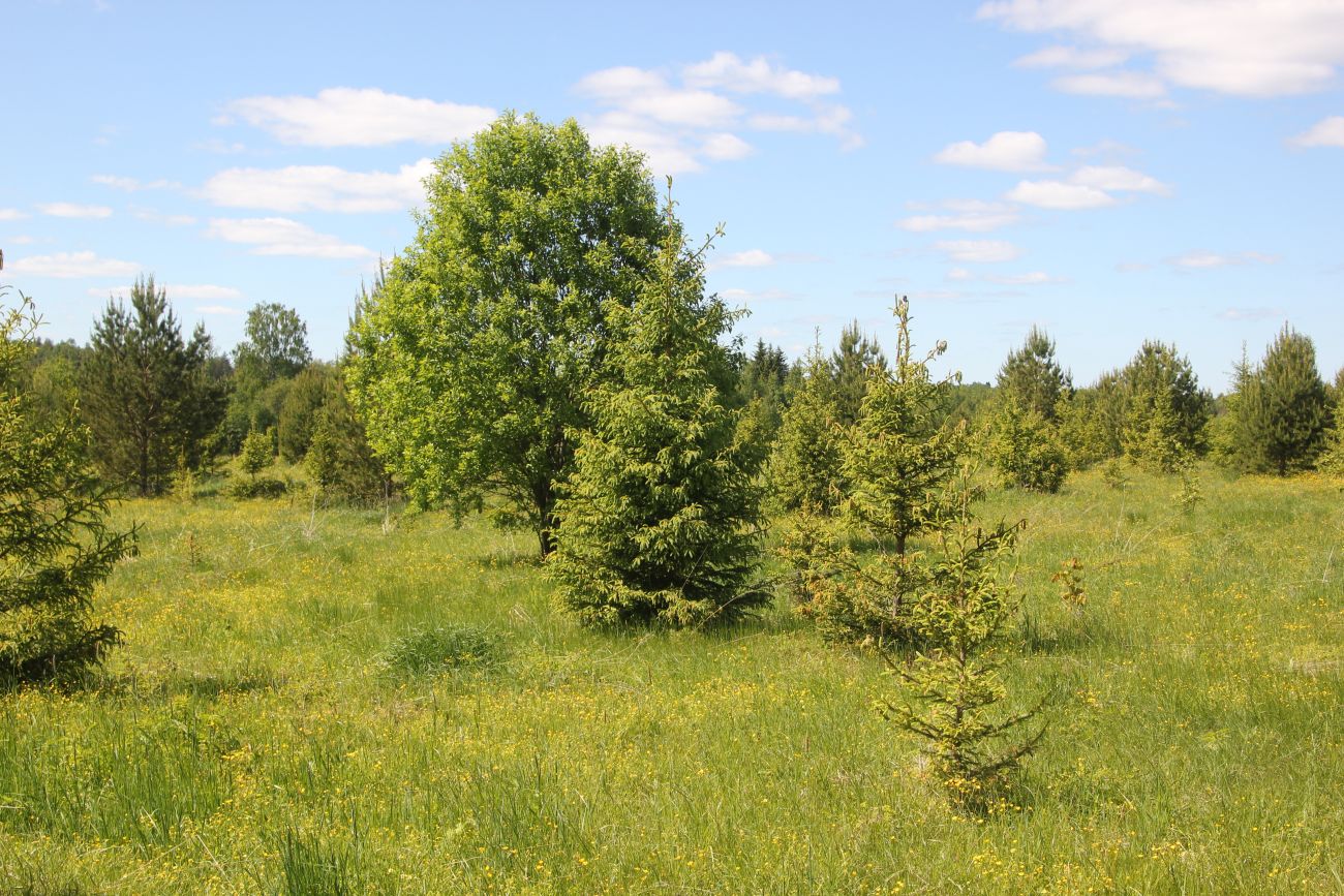 Окрестности Титово, image of landscape/habitat.