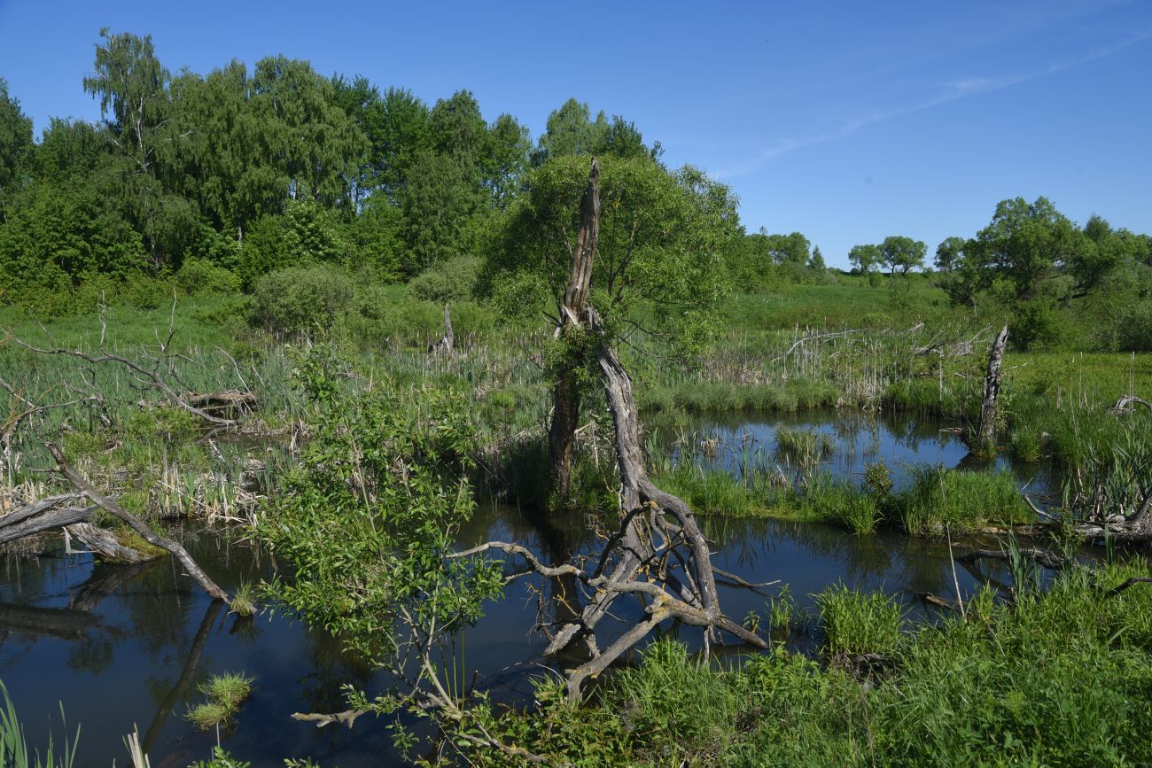 Окрестности деревни Федорино, image of landscape/habitat.