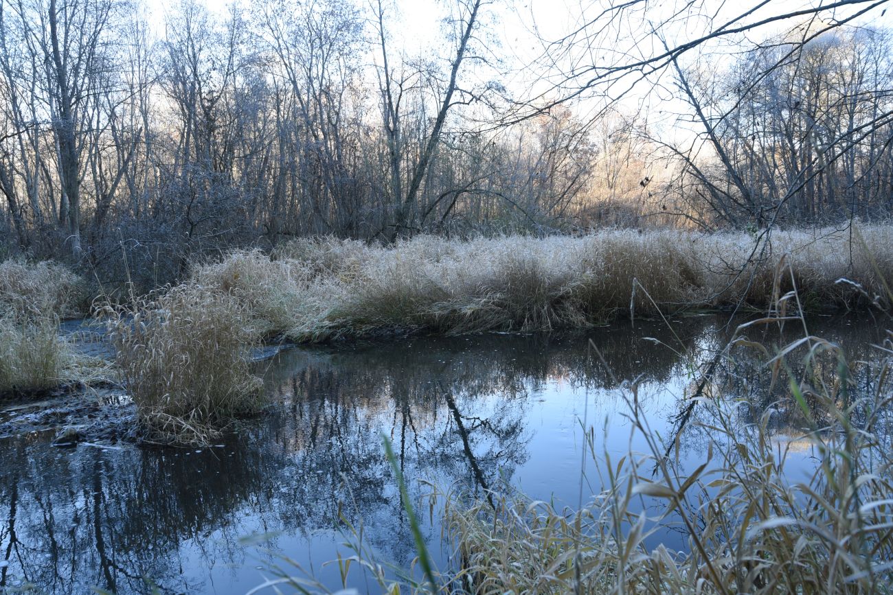 Окрестности деревни Семичёво, image of landscape/habitat.