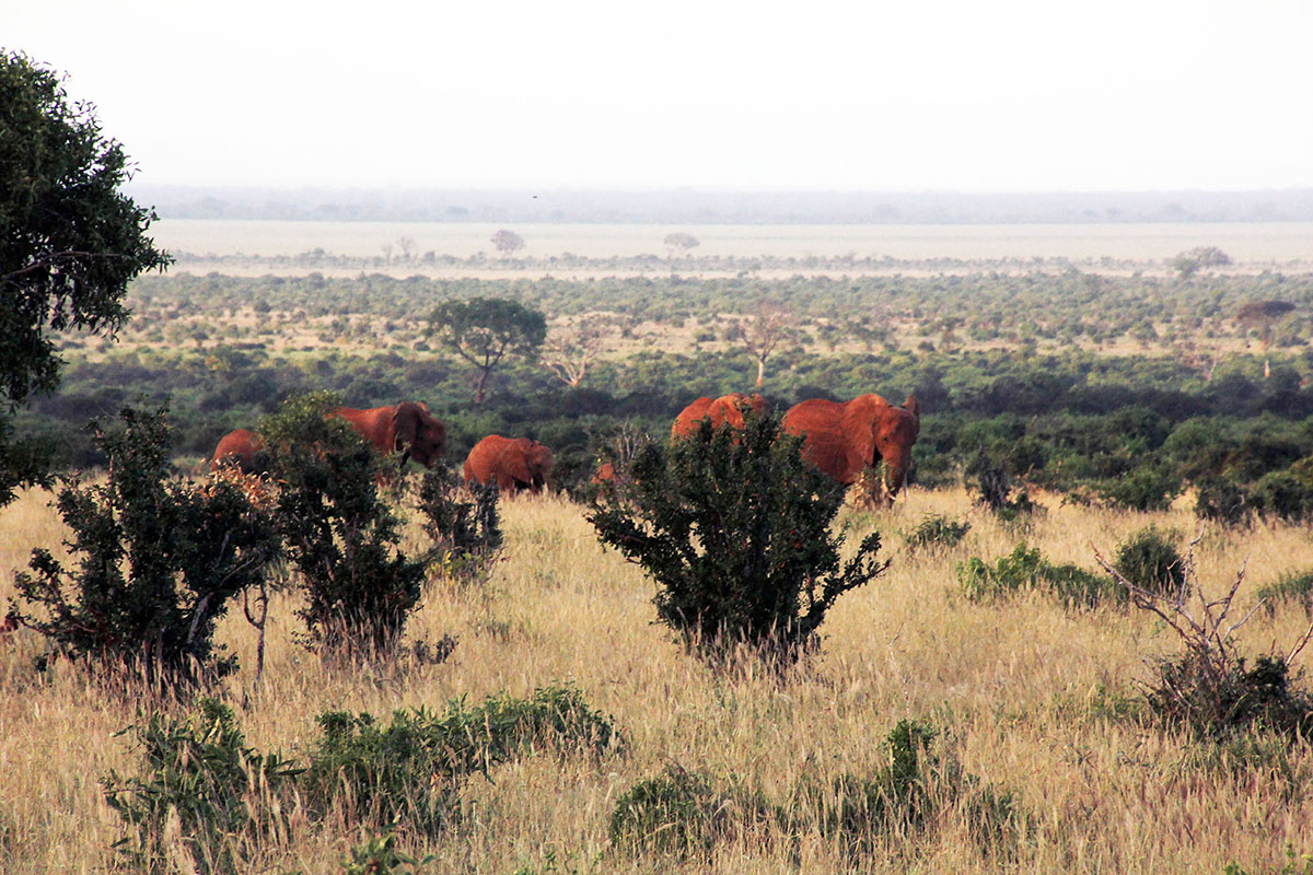 Цаво Восточный, image of landscape/habitat.