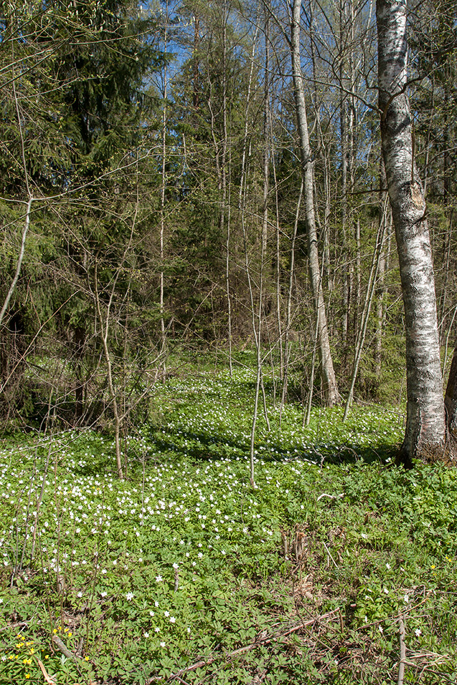 Окрестности Ливицы, image of landscape/habitat.