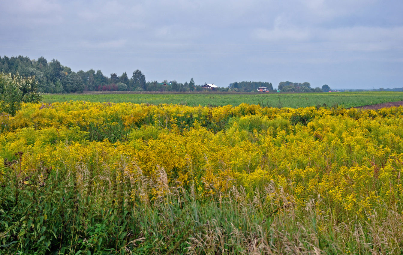 Окрестности села Кидекша, image of landscape/habitat.