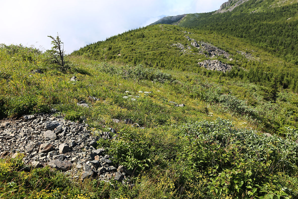 Гора Ольховая, image of landscape/habitat.