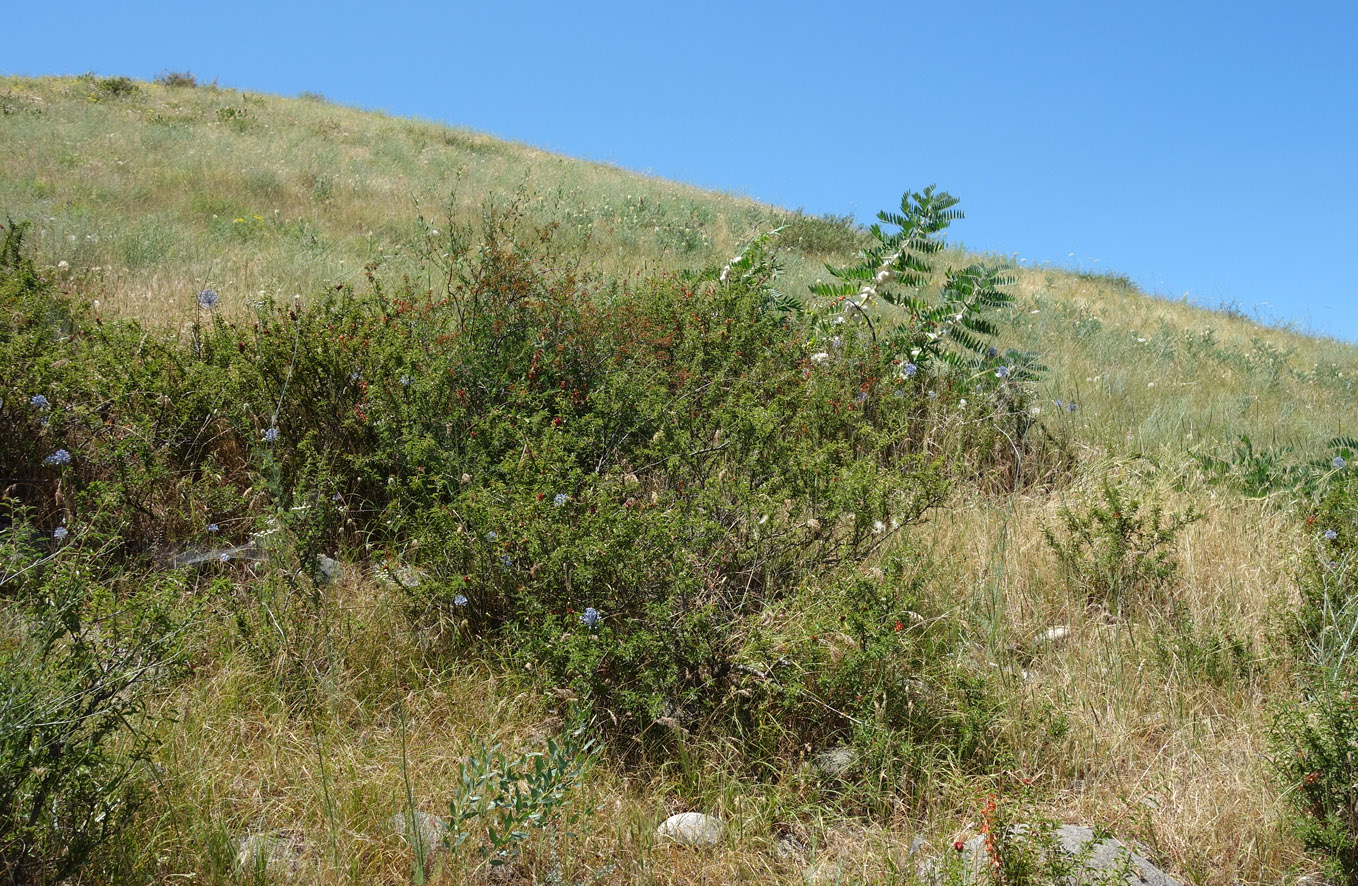 Окрестности Бишкека, предгорье, image of landscape/habitat.