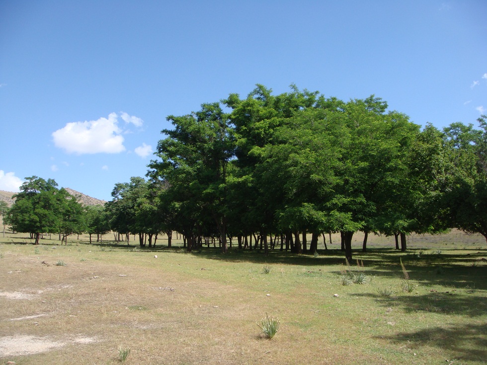 Аманкутан, image of landscape/habitat.