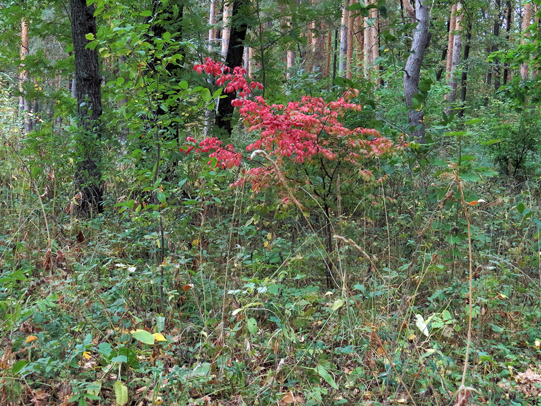 Верхняя Терраса и окрестности, image of landscape/habitat.