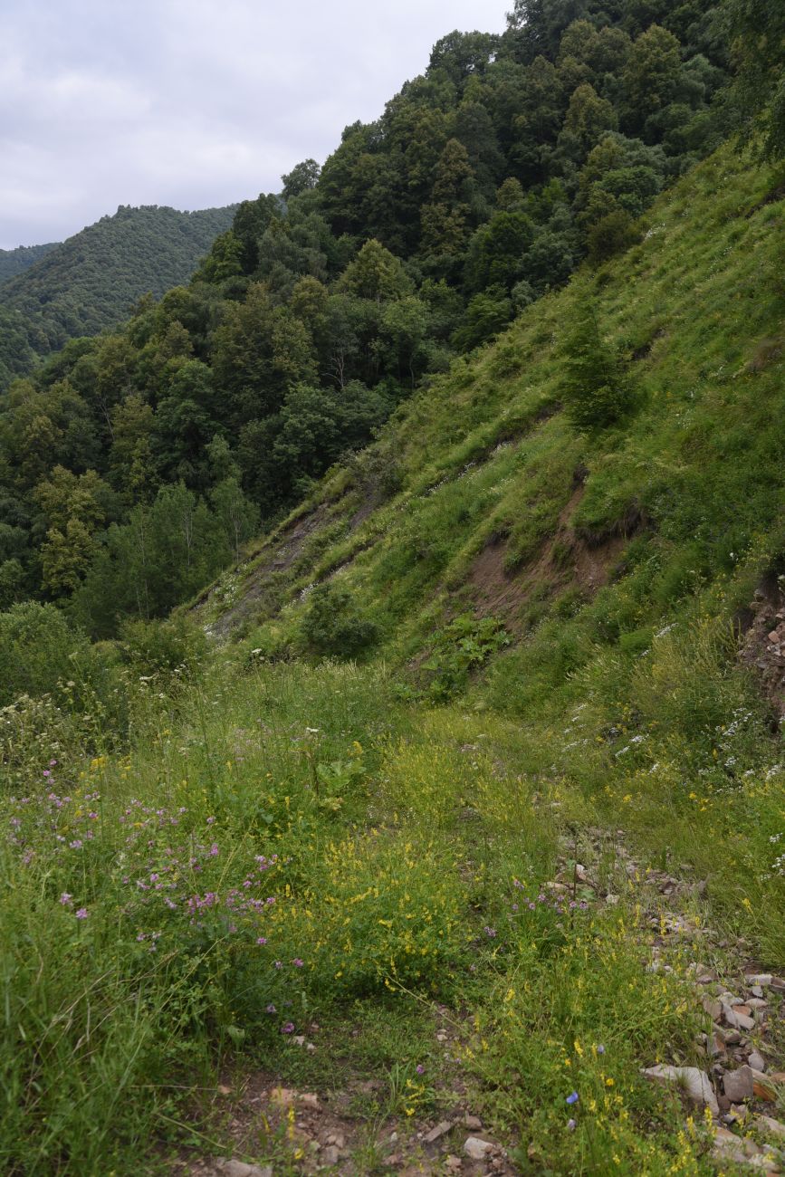 Окрестности водопада Цеси, image of landscape/habitat.