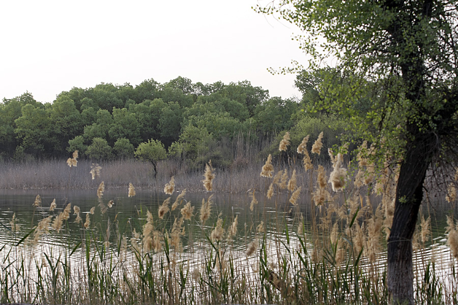 Заповедник "Тигровая балка", image of landscape/habitat.