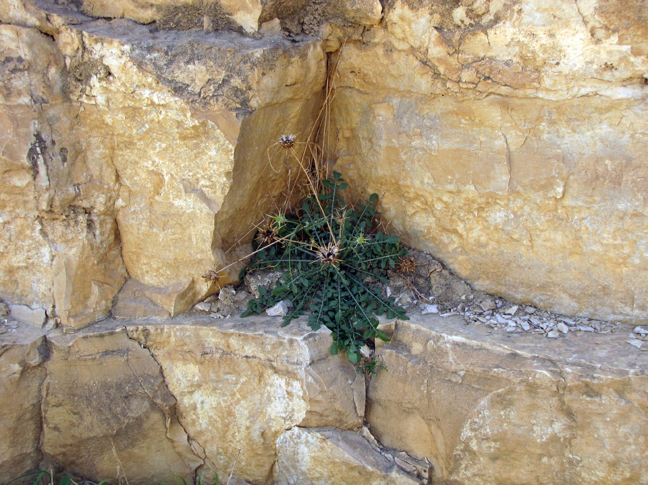 Иудейская пустыня, image of landscape/habitat.