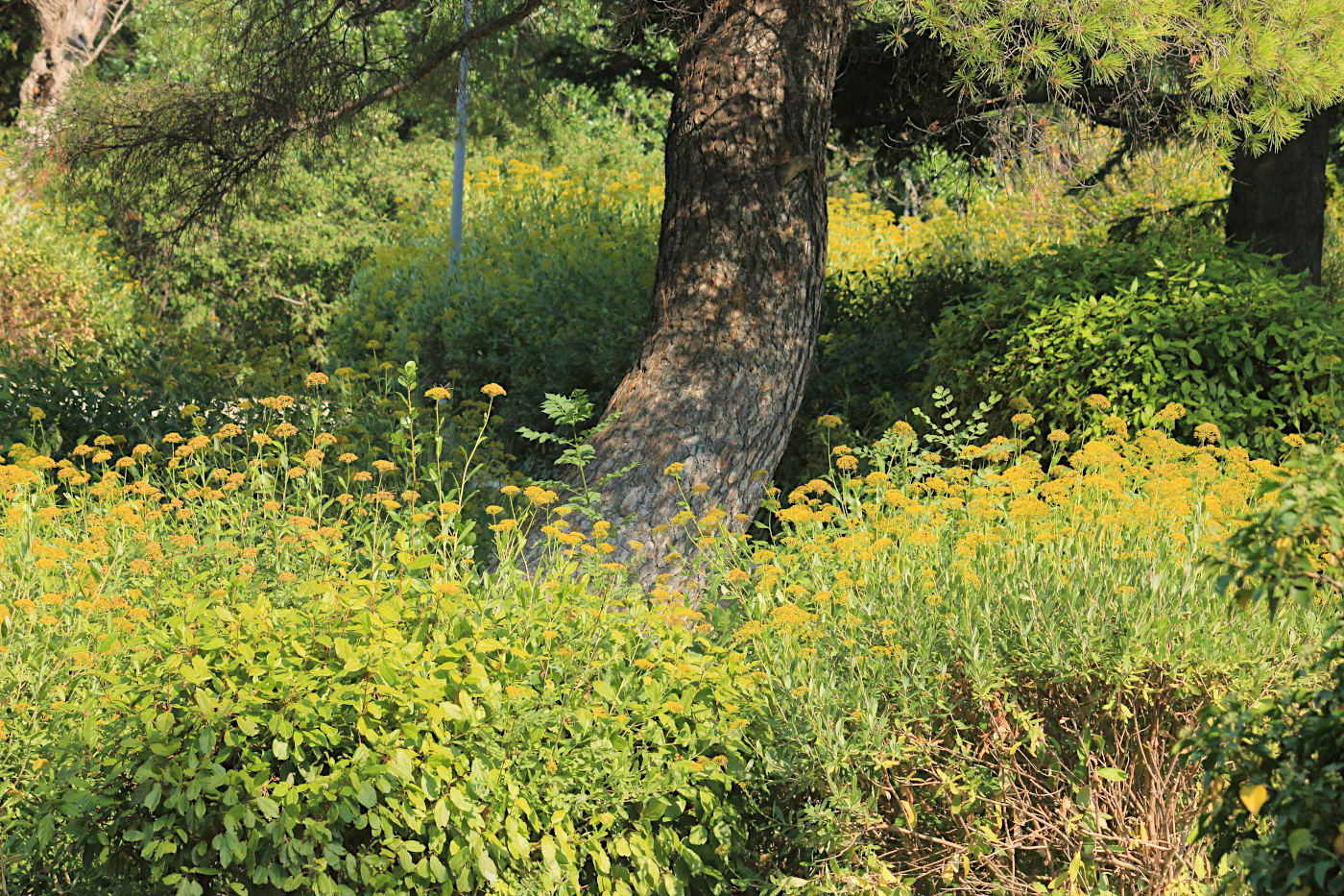 Форос и его окрестности, image of landscape/habitat.