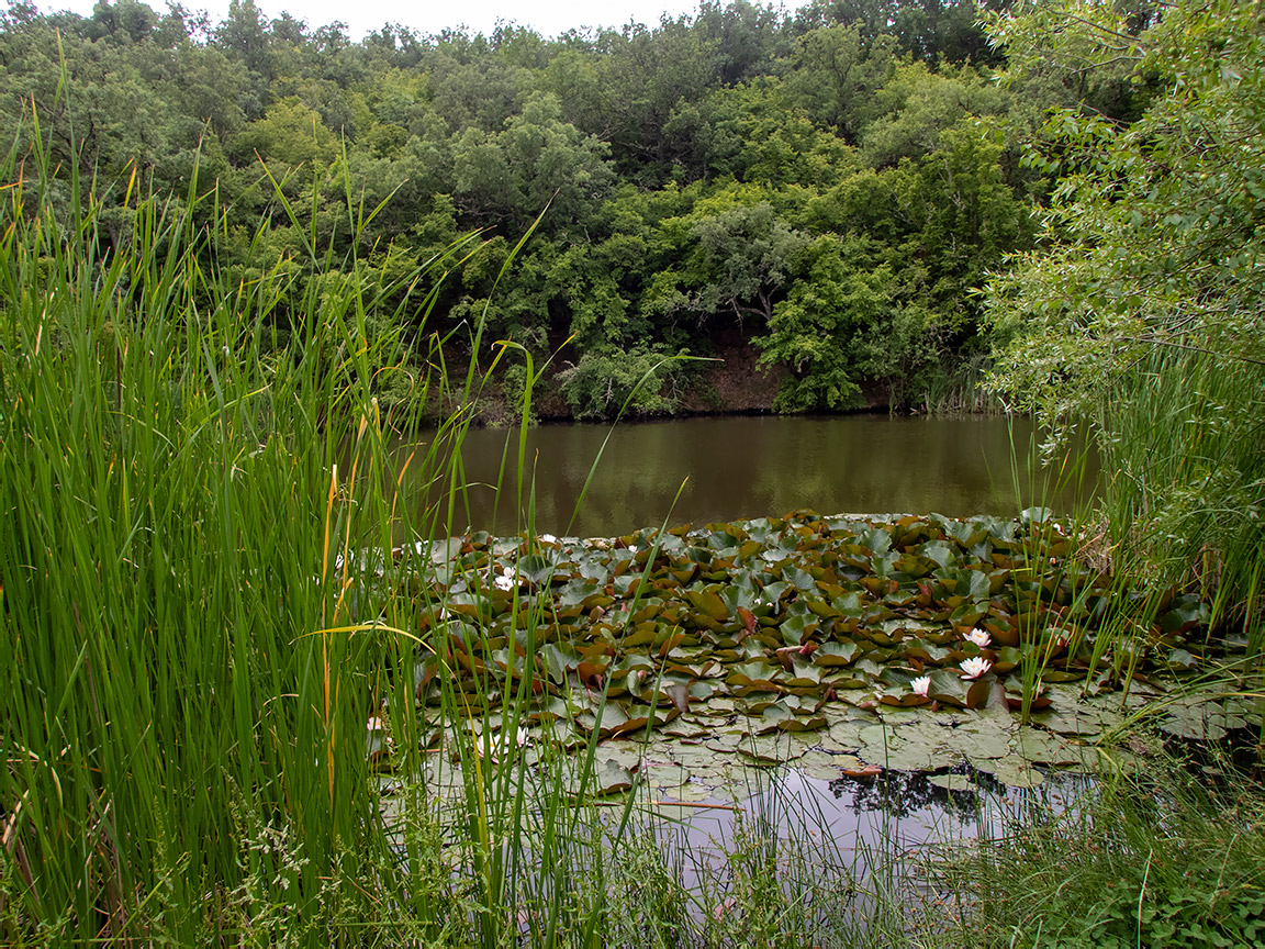 Посёлок Лесной и окрестности, image of landscape/habitat.