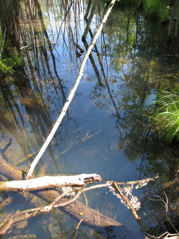 Ждановское болото, image of landscape/habitat.