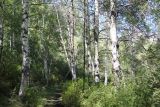 Окрестности ручья Чеба, image of landscape/habitat.