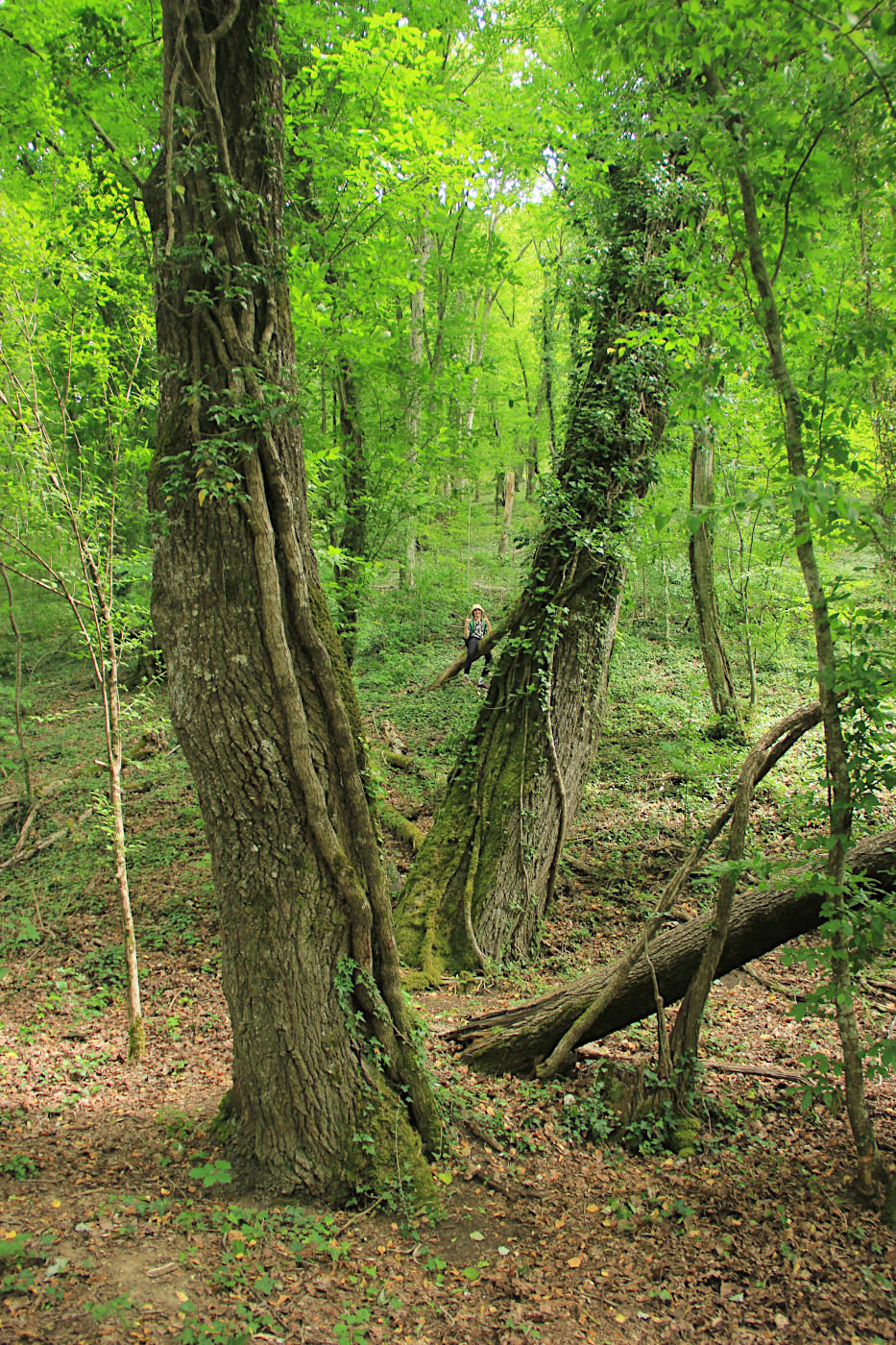 Долина реки Дюрсо, image of landscape/habitat.