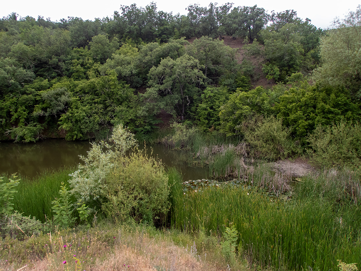 Посёлок Лесной и окрестности, image of landscape/habitat.