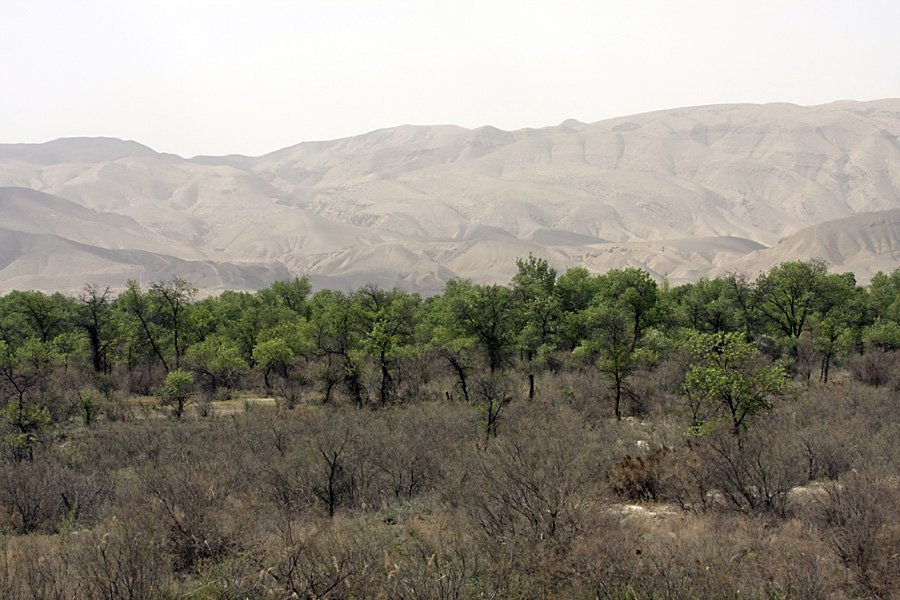 Заповедник "Тигровая балка", image of landscape/habitat.