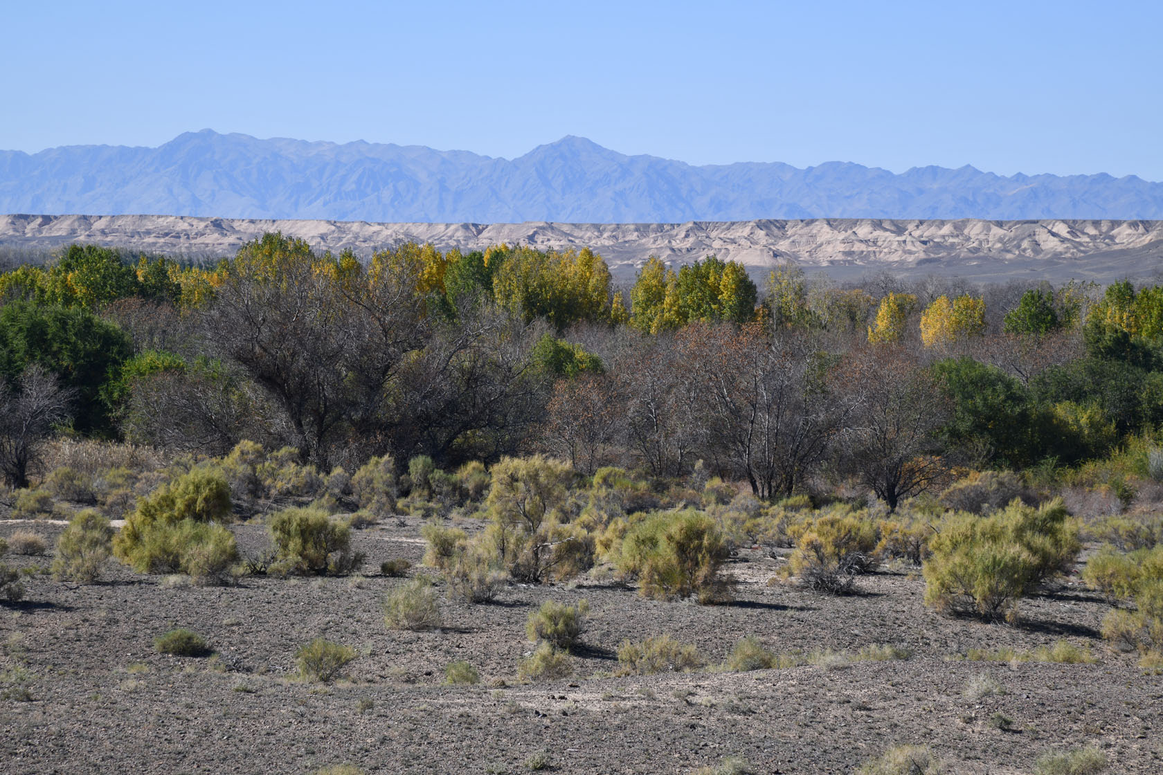 Сарытогай (Ясеневая роща), image of landscape/habitat.