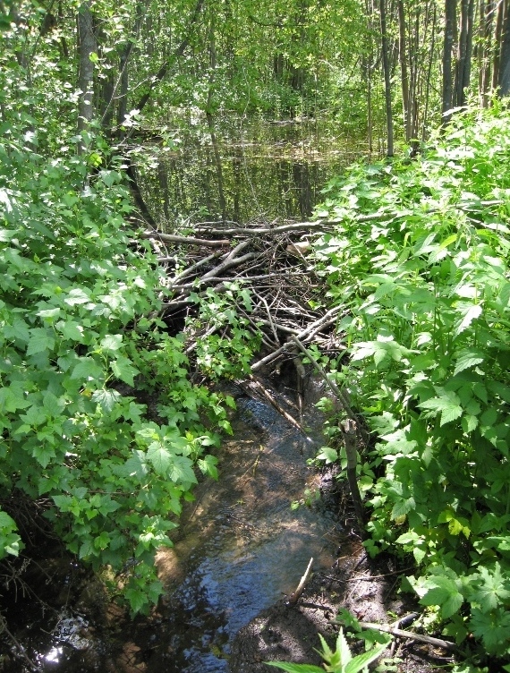 Ждановское болото, image of landscape/habitat.