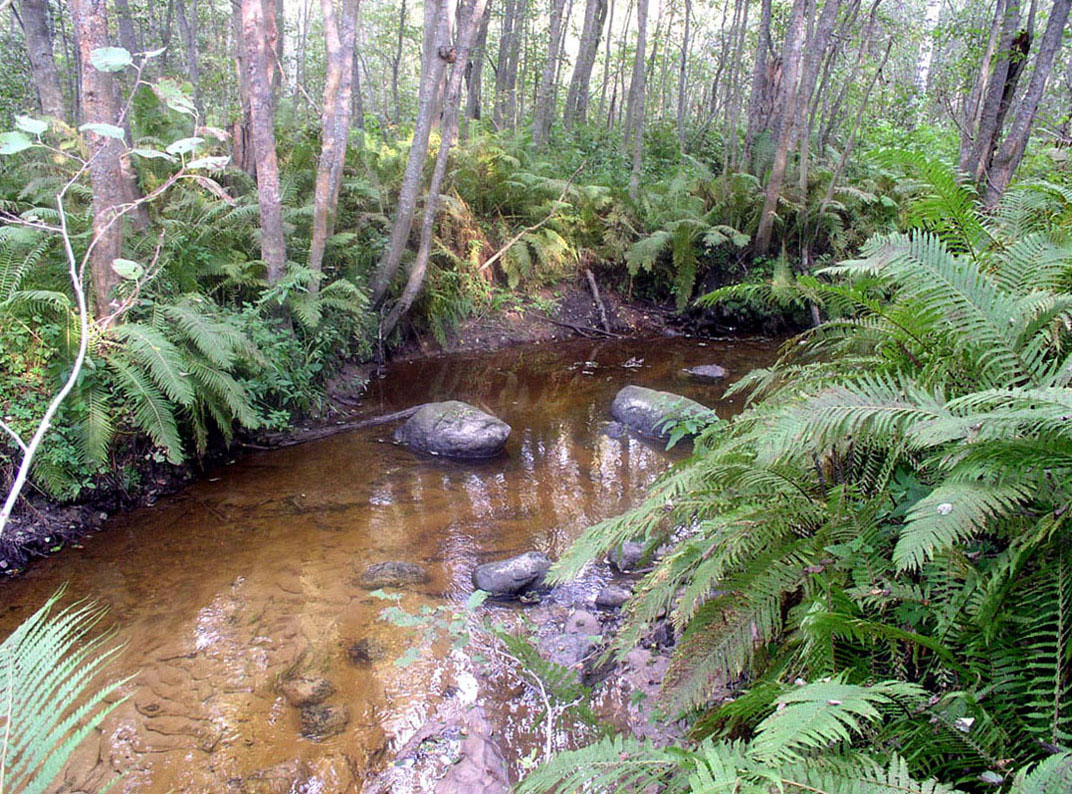 Латка, image of landscape/habitat.