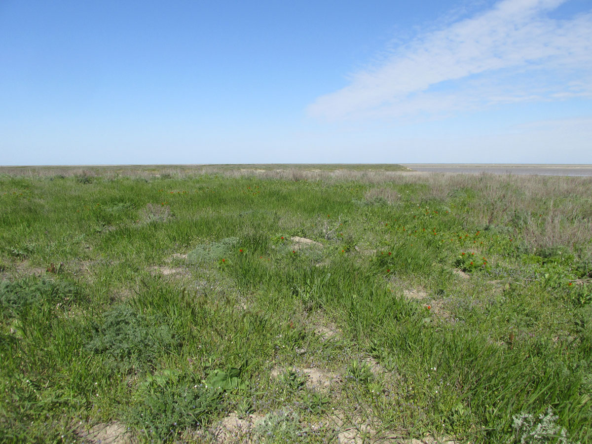 Заказник Присивашский, image of landscape/habitat.