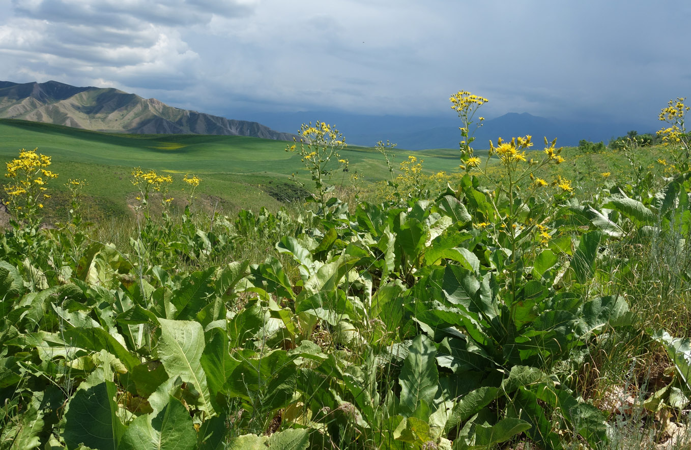 Окрестности Бишкека, предгорье, image of landscape/habitat.