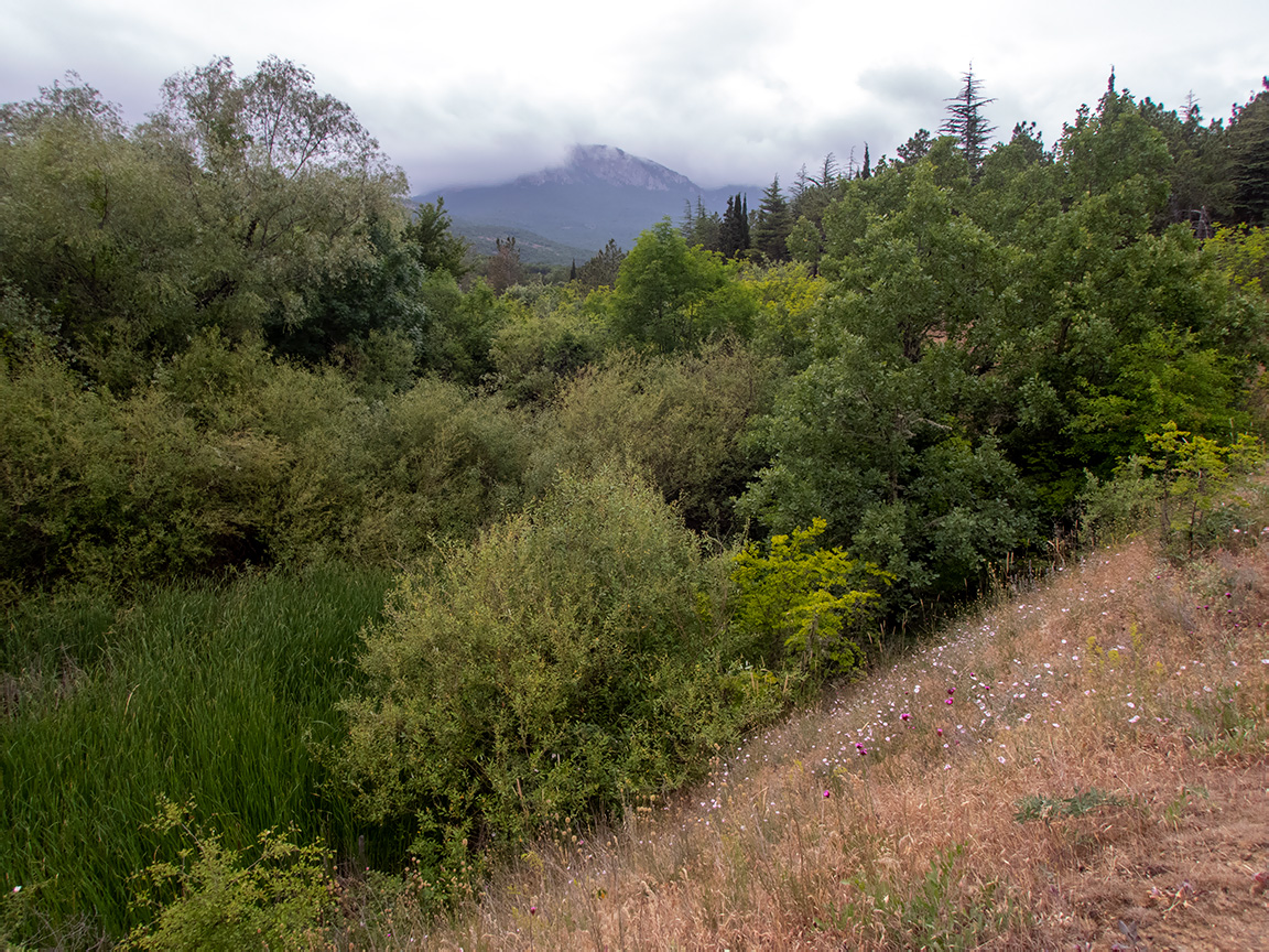 Посёлок Лесной и окрестности, image of landscape/habitat.