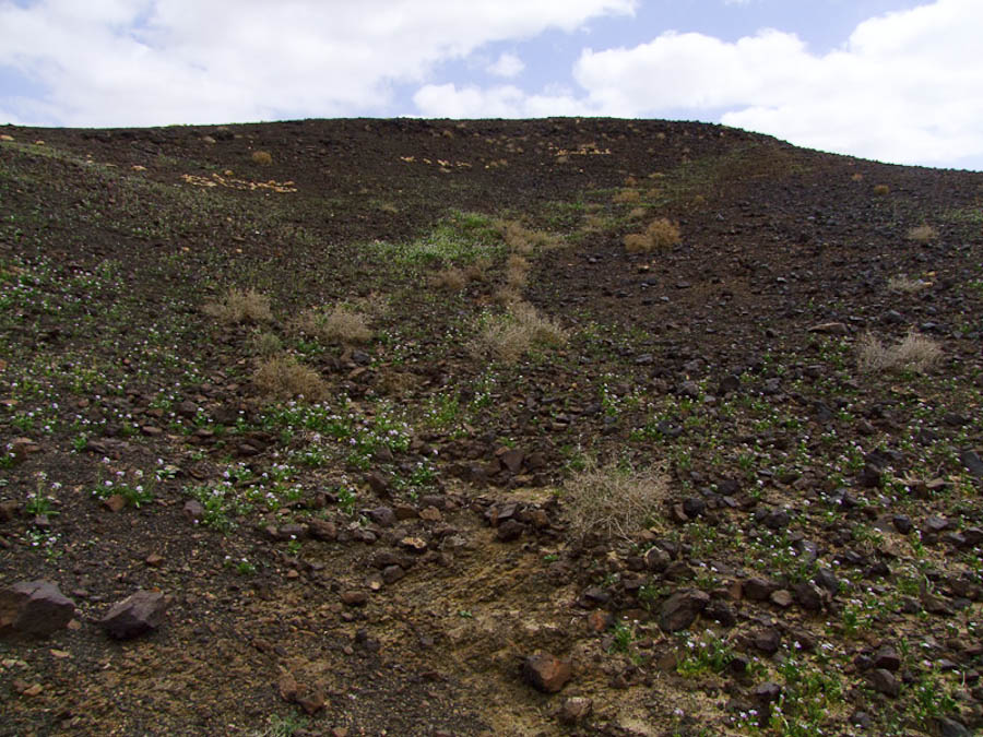 Негев, image of landscape/habitat.