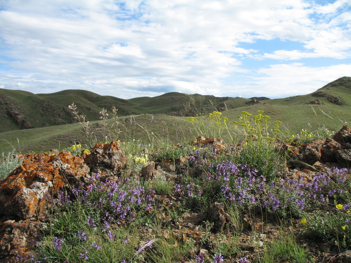 Аласа, image of landscape/habitat.