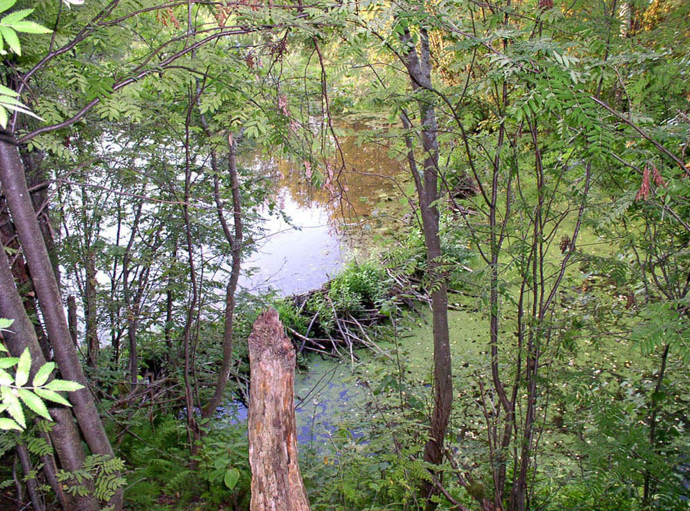 Латка, image of landscape/habitat.