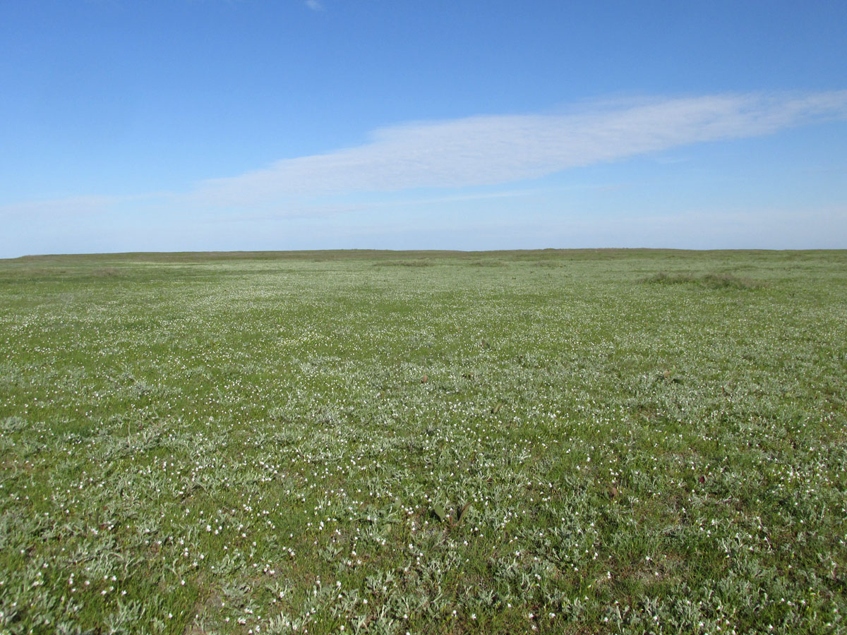 Заказник Присивашский, image of landscape/habitat.