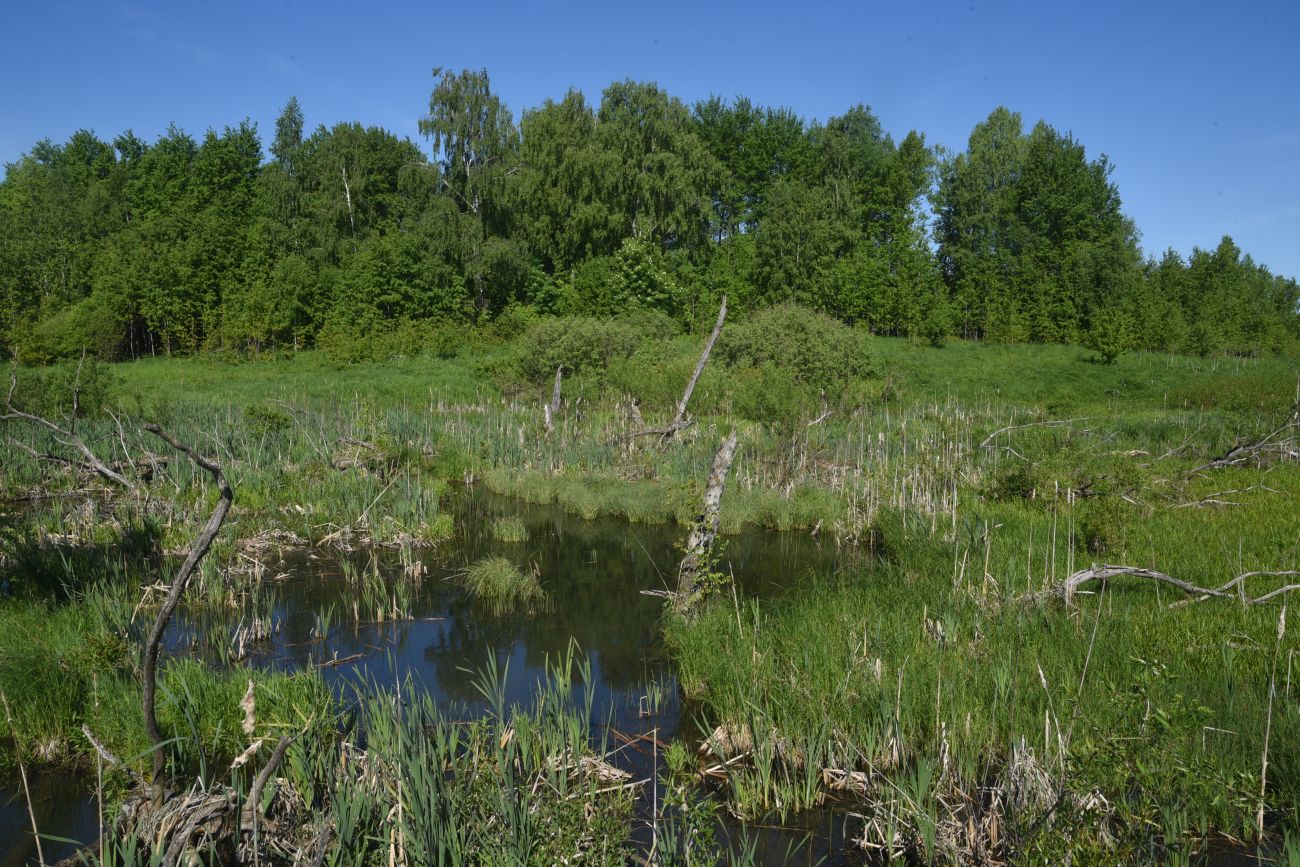 Окрестности деревни Федорино, image of landscape/habitat.