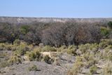 Сарытогай (Ясеневая роща), image of landscape/habitat.