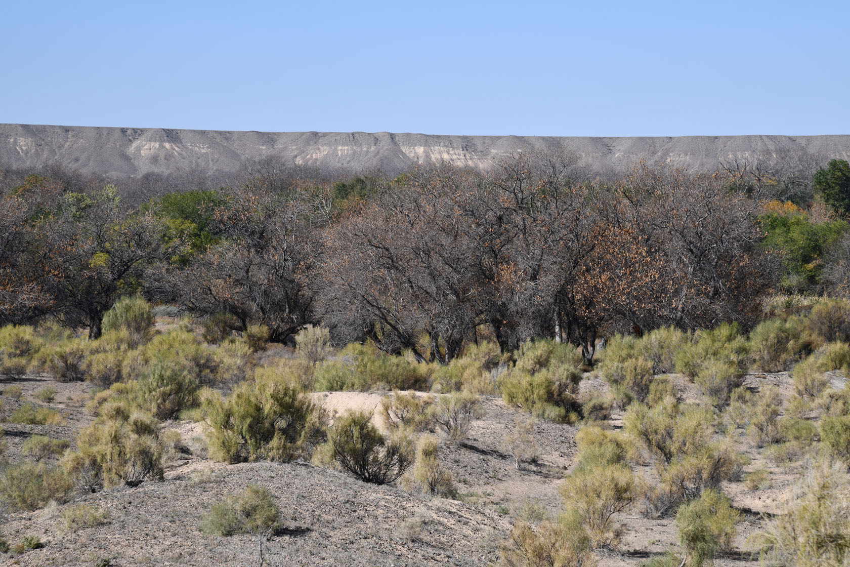 Сарытогай (Ясеневая роща), image of landscape/habitat.