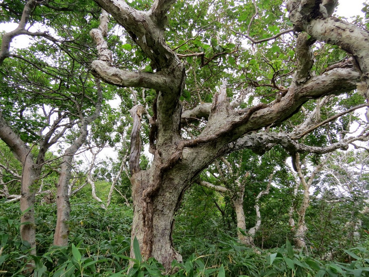 Водопадная, image of landscape/habitat.