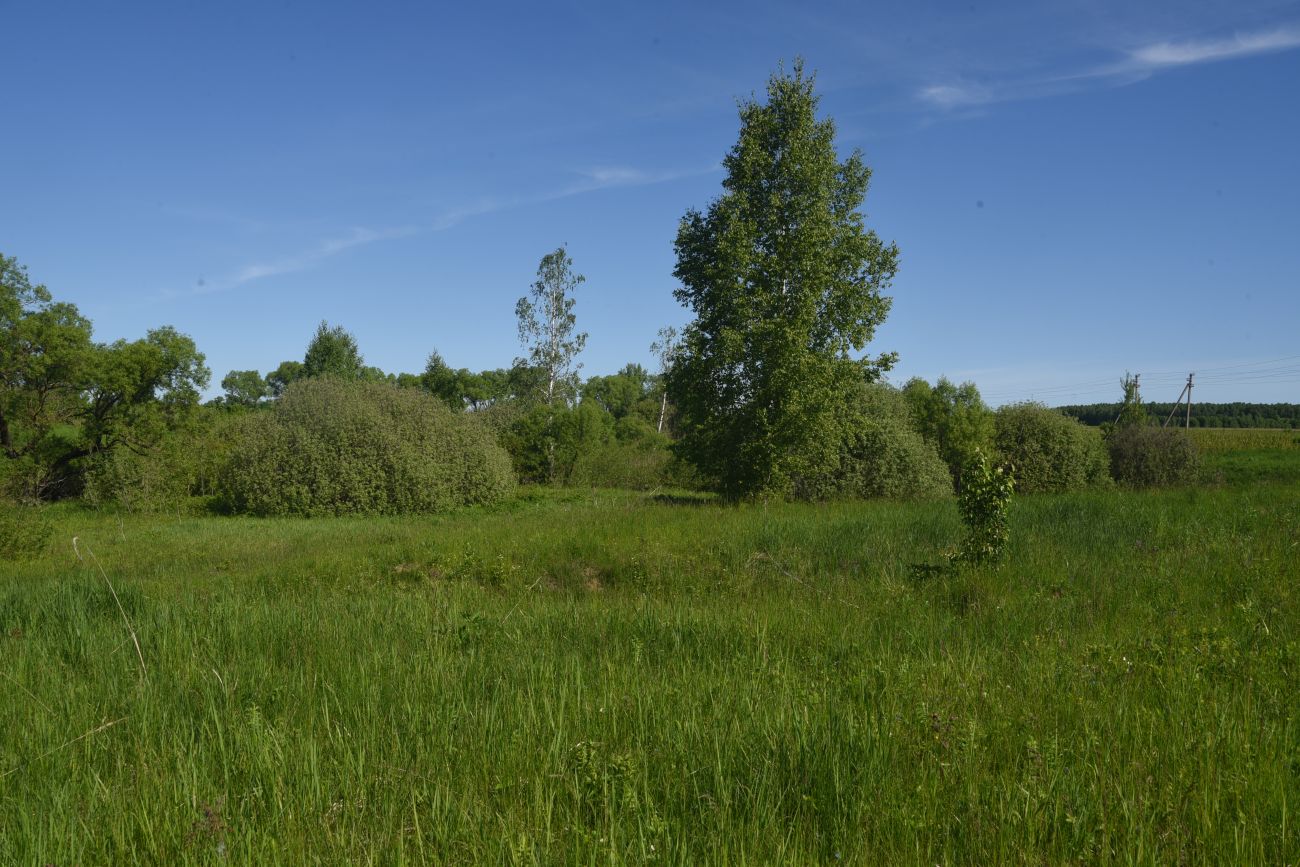 Окрестности деревни Федорино, image of landscape/habitat.