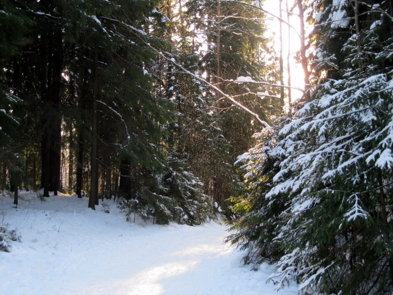 Токсово, image of landscape/habitat.