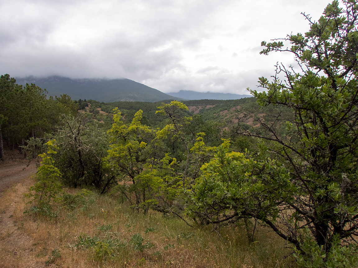 Посёлок Лесной и окрестности, image of landscape/habitat.