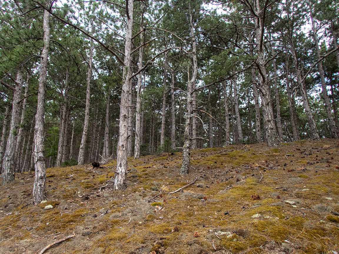 Посёлок Лесной и окрестности, image of landscape/habitat.