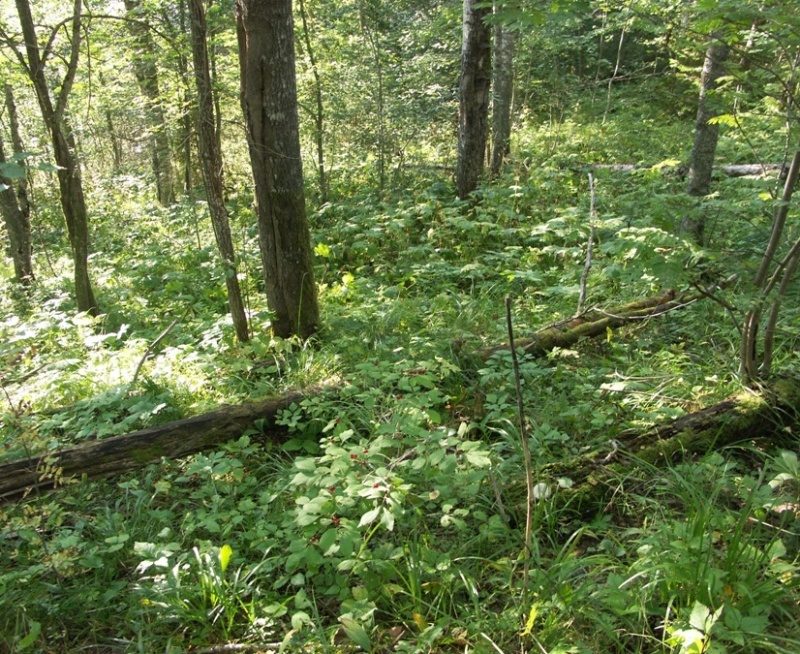 Нижнее течение реки Шапша, image of landscape/habitat.