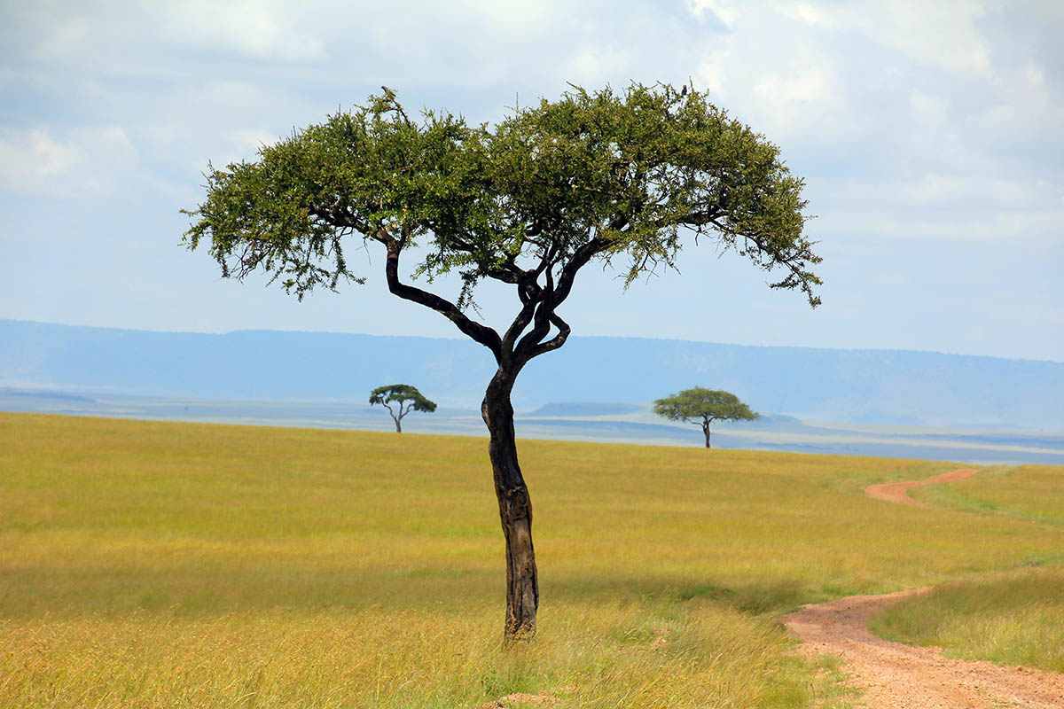 Масай Мара, image of landscape/habitat.