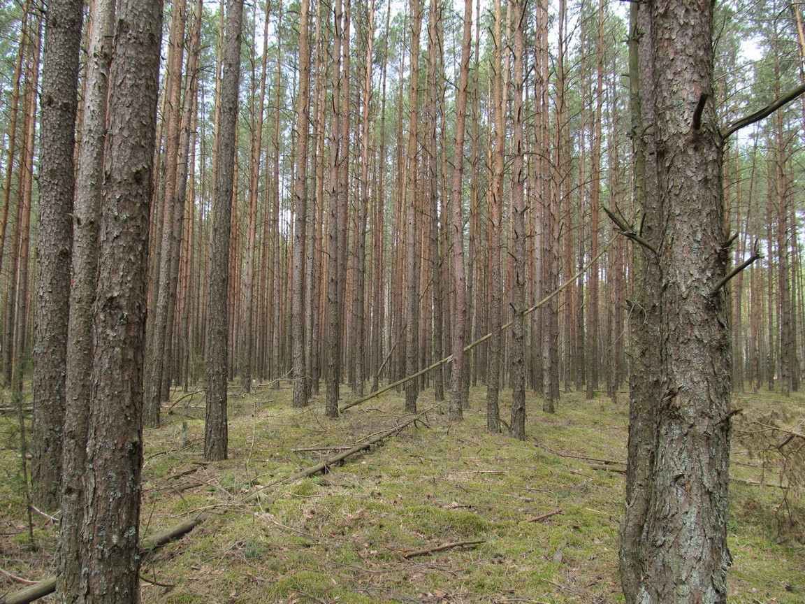 Орковичи, изображение ландшафта.