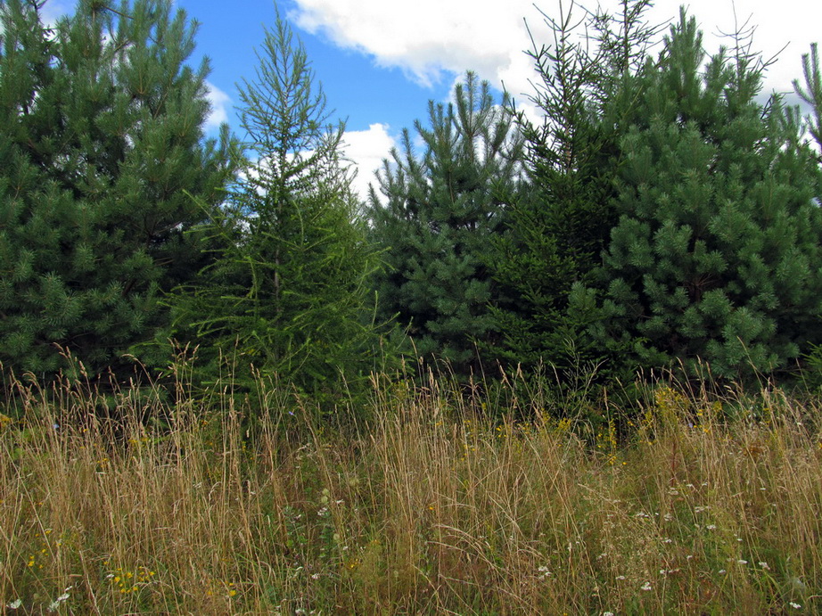 Примень, image of landscape/habitat.