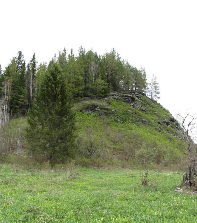 Петенёвские ельники, image of landscape/habitat.