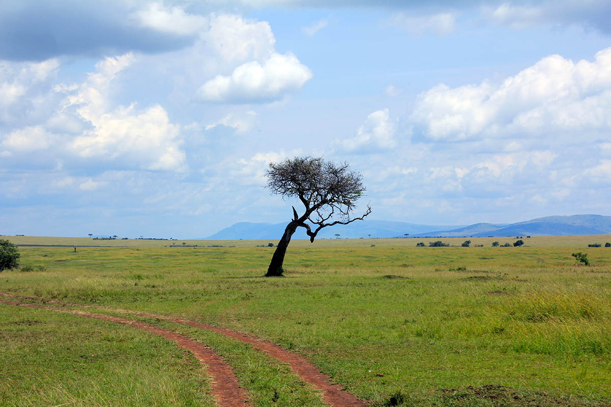 Масай Мара, image of landscape/habitat.