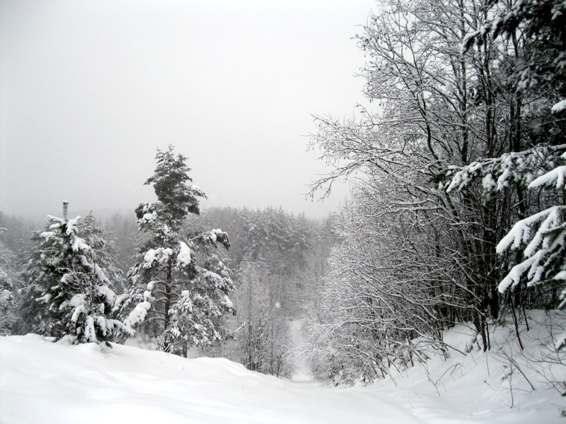 Токсово, image of landscape/habitat.