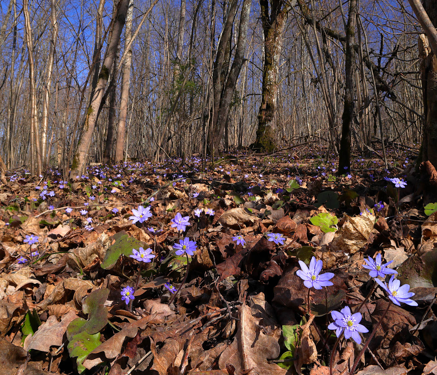 Дудергофские высоты, image of landscape/habitat.